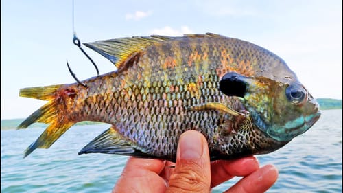 LIVE BLUEGILL Fishing For MONSTER BASS! (LAKE GUNTERSVILLE)