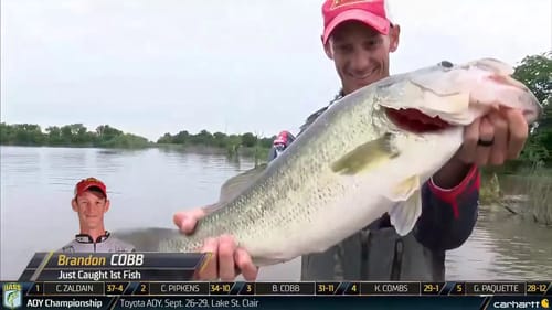Fork: Brandon Cobb's big bass on Day 2 of Texas Fest
