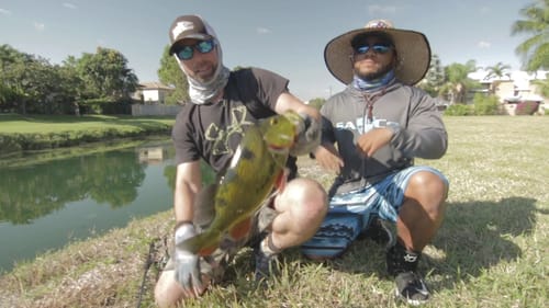 Miami Street Fishing for Peacock Bass!!!!(Going Ike S2 - Episode #2)