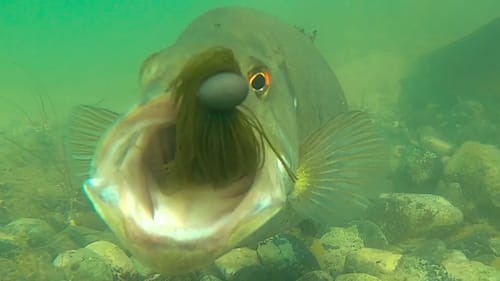 Crazy Underwater Footage Of Bass Attacking Jigs!! **Slow Motion Strikes**