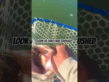 BIG BASS LOVE DESTROYING THE SAC PIG BAIT CO. SWIM FRAT #fishing #bassfishing