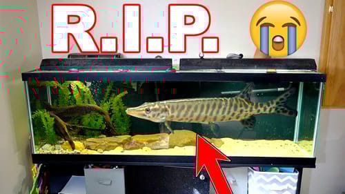 SAVAGE Fish MURDERED ALL of our Pet Fish!!! (R.I.P.)