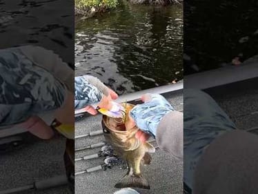 Did I set the Hook too Hard?? #bassfishing #basstournament #fishing