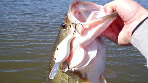 Deep Water Crankbait Fishing in Early Spring.