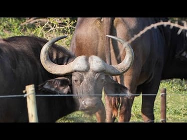 Man Charged by Cape Buffalo, Lived to Tell!