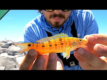 EASY Way to Catch Saltwater Fish!!
