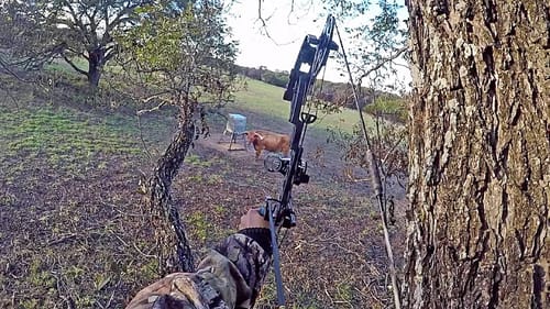 This Longhorn Ruined My Hunt