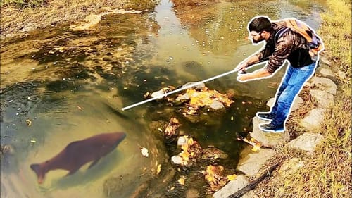 DINOSAUR of a fish in a TINY CREEK!!! (INSANE)