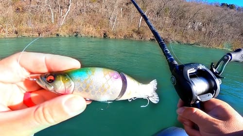 New Swimbait gets DESTROYED by Trout in River!!!