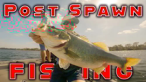 Fishing Isolated Grass For Post Spawn Bass ( Florida Bass Fishing )