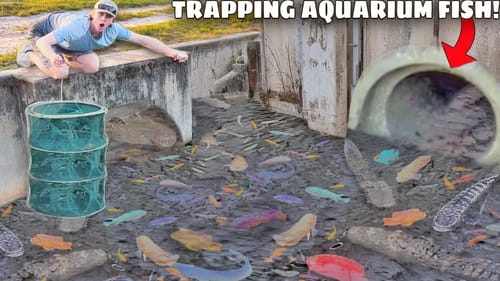 Trapping RARE Aquarium Fish For My BACKYARD POND!