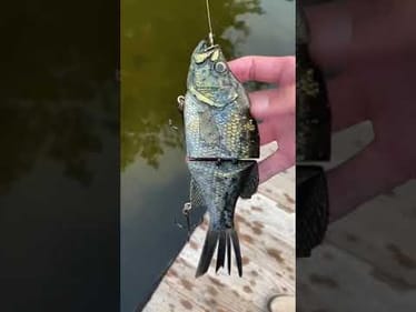 Swimbait Review: KGB Crappie Glide