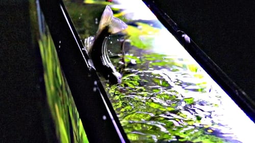 Pet Bass Jumped out of the Aquarium (RIP)