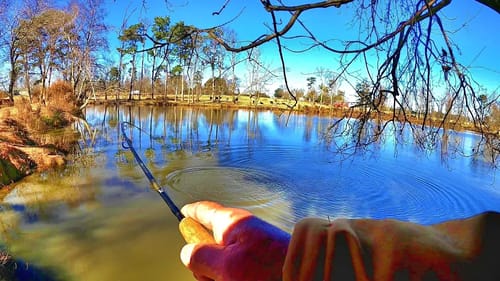 BIG POND BASS DESTROYS CRAWFISH!!! How To Catch BIG Fish From The Bank!