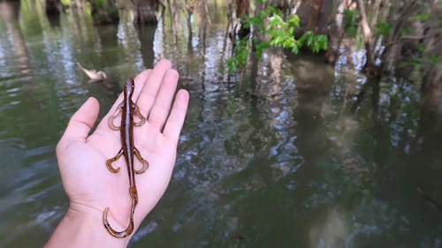 Fishing MAGNUM Lizards for Bedding Bass (LOADED w/ Bass)