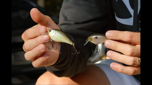 5 Must Have Baits for Fall Bass Fishing