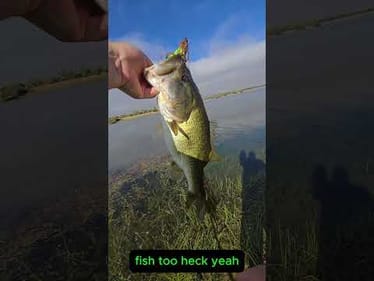 This guy flew for the SwimFrat!  Awesome bite #flyingfish #jump #frat