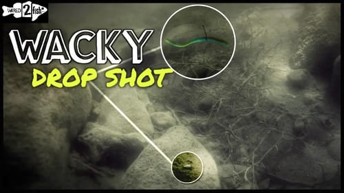 Wacky Rig Drop Shot Rigging Tips for Pressured Bass