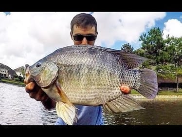 Using TINY JIGS to catch HUGE BLUEGILL & TILAPIA!