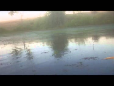 Topwater Frog Action for largemouth bass