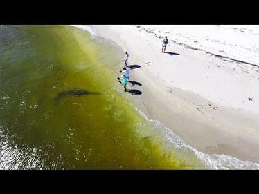 Giant RARE Fish Landed From The Beach
