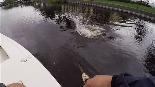 Huge Fish Topwater Blowup Boatside