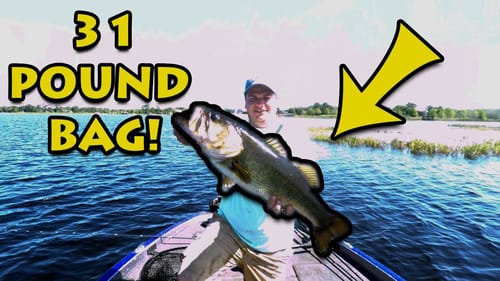 31 Pound bag of GIANT Florida Bass - Bass fishing in Florida