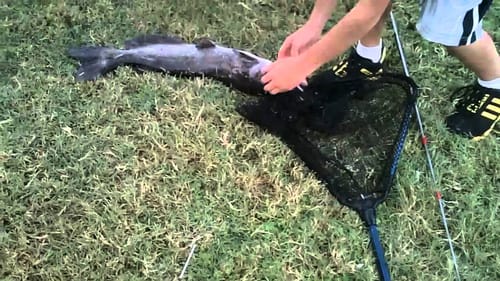 Catching Monster Fish