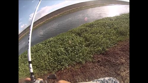 Punching for Largemouth Bass