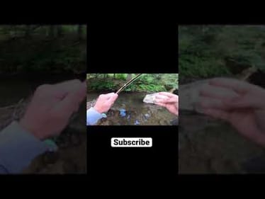 One in a million catch fly fishing! (Trout fishing NC mountains) #shorts