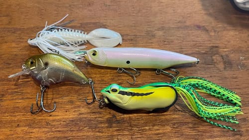 4 Ways To Catch June Bass You’ve Probably Never Tried