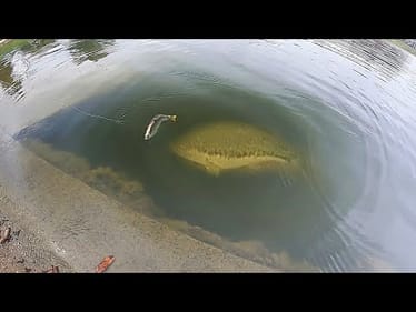 HUGE SWIMBAIT catches MONSTER BASS RIGHT AT THE BANK!
