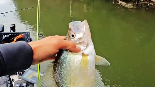 Fishing for Big Crappie In The Winter on River Edges & Bluffs! (Jigging)