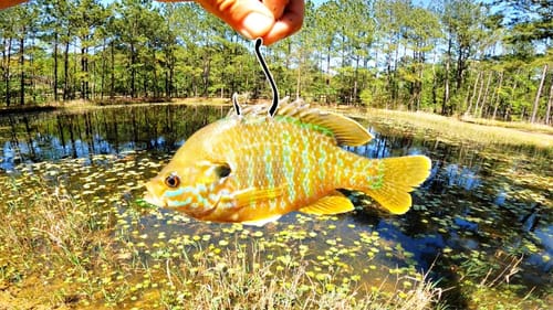 What Will My MASSIVE Pond Bass Do w/ Live Bluegill for Bait?? (Feeding Frenzy)