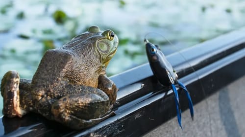BIG BULLFROGS Led us to Best Bass Fishing Spot!