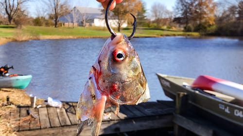 The POND MONSTER Almost STOLE My Rod!!! (Biggest of the YEAR!)