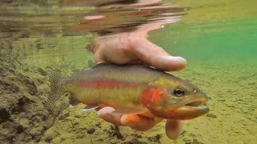 We Caught The Rarest Fish In North America!