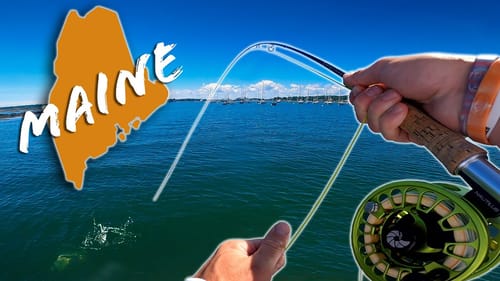 First Time FLY FISHING For AGGRESSIVE Saltwater Bass!!