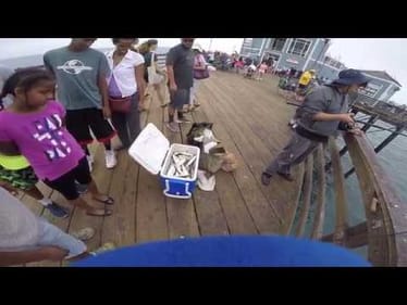 Schools of Baitfish Swarming the Pier