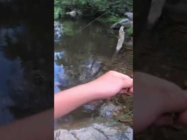Trout fishing NC mountains (fly fishing)#shorts
