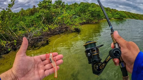 Flats Fishing With Artificial Shrimp + Fish Can’t Resist This Bait