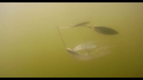 Spinnerbait Fishing for Bass- Prime Conditions