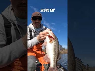 Jighead Minnow Catches BIGGEST BASS Of the Day