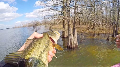 Backwoods Bass Fishing