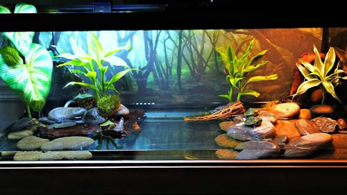 NEW TANK FOR MY BABY NINJA TURTLES!!