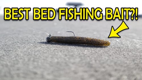 Is the NED RIG the BEST BED FISHING BAIT?!