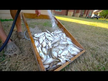 Hand Feeding Big Bass Some Shadlys!