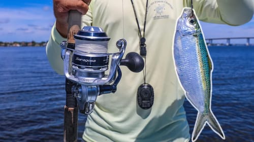 Fishing with Huge Live Whitebaits For BIG Saltwater Fish