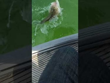15 Second Fish Catch On The Stunna 100