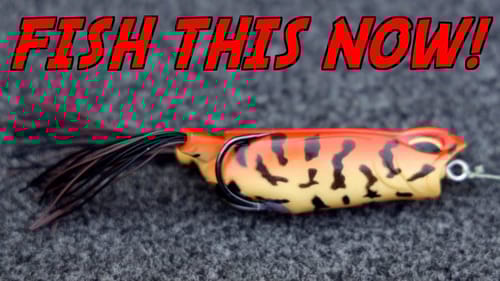 Why you NEED TO Be Fishing A Frog Right Now!
